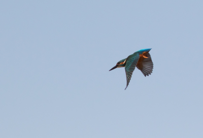 Bij het nazien van de externe schijven kwam ik deze vliegende ijsvogel tegen in mijn verzameling, waar ik het bestaan niet van wist.