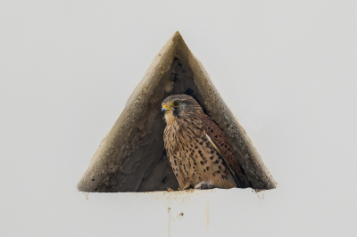 <i class='fa fa-user'></i> gras4711 |   Torenvalk  <i class='fa fa-eye'> 284</i>  <i class='fa fa-thumbs-up'> 9</i>   <i class='fa fa-comment-o'> 7</i>