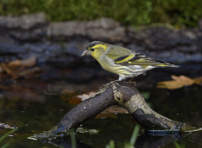 Als er al eens een Sijsje langs komt dan is dat om te drinken uit de vijver. Al die Elzenzaadjes maken dorstig.  We zien ze ze als enkeling bij de vijver  en als massa hoog in de Elzen foeragerend. Deze is aan de snavel te zien duidelijk aan een slokje toe..........

Willy