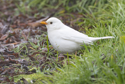 <i class='fa fa-user'></i> Celly |   Merel  <i class='fa fa-eye'> 378</i>  <i class='fa fa-thumbs-up'> 2</i>   <i class='fa fa-comment-o'> 15</i>