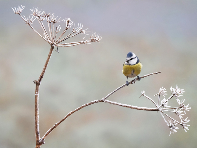 <i class='fa fa-user'></i> Krijn Dijkema |   Pimpelmees  <i class='fa fa-eye'> 272</i>  <i class='fa fa-thumbs-up'> 11</i>   <i class='fa fa-comment-o'> 8</i>