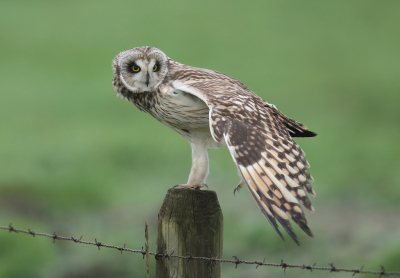 <i class='fa fa-user'></i> horneman69 |   Velduil  <i class='fa fa-eye'> 424</i>  <i class='fa fa-thumbs-up'> 27</i>   <i class='fa fa-comment-o'> 15</i>