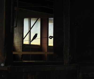 <i class='fa fa-user'></i> sieb |   Boerenzwaluw  <i class='fa fa-eye'> 241</i>  <i class='fa fa-thumbs-up'> 18</i>   <i class='fa fa-comment-o'> 12</i>