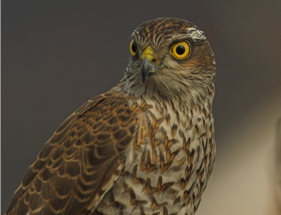 Dezelfde Sperwer zoals eerder vanmiddag geplaatst maar nu als een ' echt'  portret. Ik blijf het een unieke ervaring vinden om een dergelijke vogel in mijn kleine tuin te ontdekken.
20D 400mm f7.1 1/320 iso200