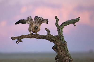 <i class='fa fa-user'></i> Luc Meert |   Spaanse Keizerarend  <i class='fa fa-eye'> 258</i>  <i class='fa fa-thumbs-up'> 15</i>   <i class='fa fa-comment-o'> 10</i>