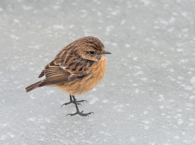 <i class='fa fa-user'></i> pietwil |   Roodborsttapuit  <i class='fa fa-eye'> 204</i>  <i class='fa fa-thumbs-up'> 5</i>   <i class='fa fa-comment-o'> 11</i>