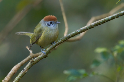 <i class='fa fa-user'></i> Martjan Lammertink |   Roestkruinvireo  <i class='fa fa-eye'> 121</i>  <i class='fa fa-thumbs-up'> 4</i>   <i class='fa fa-comment-o'> 7</i>