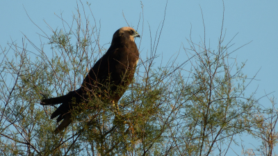 Tijdens een fietstocht  in ditprachtig natuurgebied zag ik in de  verte deze kiekendief. Eerst dacht ik dat het een buizerd was, gezien de tijd van het jaar, maar neen, het is een bruine kiekendief. Fiets geparkeerd en om hem te voet zo dicht mogelijk te benaderen en te fotograferen, uit de hand.