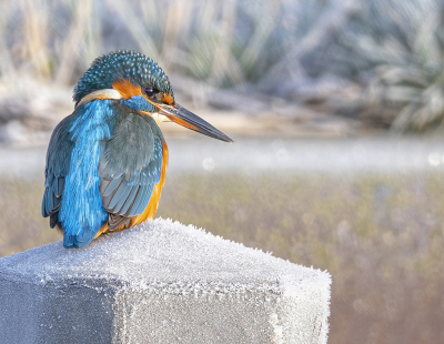 <i class='fa fa-user'></i> Fred |   IJsvogel  <i class='fa fa-eye'> 321</i>  <i class='fa fa-thumbs-up'> 18</i>   <i class='fa fa-comment-o'> 12</i>