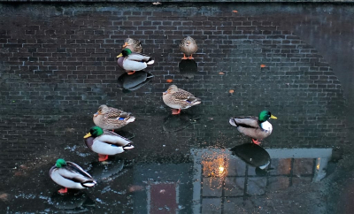 <i class='fa fa-user'></i> hesterb |   Wilde Eend  <i class='fa fa-eye'> 262</i>  <i class='fa fa-thumbs-up'> 18</i>   <i class='fa fa-comment-o'> 15</i>