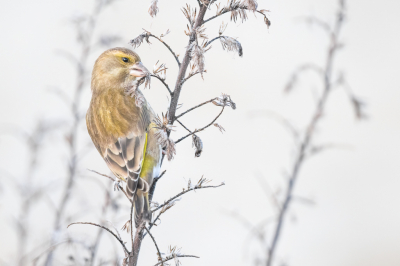 <i class='fa fa-user'></i> Hans Overduin |   Groenling  <i class='fa fa-eye'> 196</i>  <i class='fa fa-thumbs-up'> 12</i>   <i class='fa fa-comment-o'> 7</i>