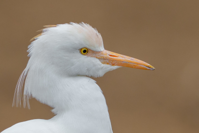 <i class='fa fa-user'></i> GeertN |   Koereiger  <i class='fa fa-eye'> 232</i>  <i class='fa fa-thumbs-up'> 14</i>   <i class='fa fa-comment-o'> 10</i>