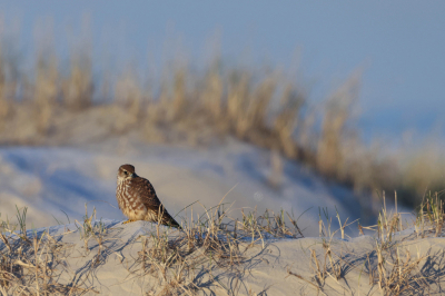 <i class='fa fa-user'></i> Henk Wiebe van der Meulen |   Smelleken  <i class='fa fa-eye'> 264</i>  <i class='fa fa-thumbs-up'> 11</i>   <i class='fa fa-comment-o'> 3</i>