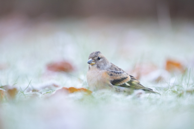 <i class='fa fa-user'></i> Gert-Jan Cromwijk |   Keep  <i class='fa fa-eye'> 179</i>  <i class='fa fa-thumbs-up'> 5</i>   <i class='fa fa-comment-o'> 6</i>