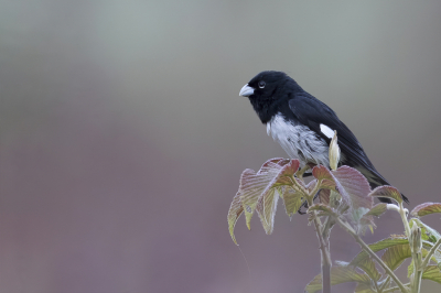 <i class='fa fa-user'></i> Paul van Giersbergen |   Zwart-wit Dikbekje  <i class='fa fa-eye'> 117</i>  <i class='fa fa-thumbs-up'> 11</i>   <i class='fa fa-comment-o'> 6</i>
