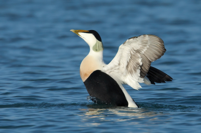 Maandag was het een koude maar zonnige dag aan de Zeeuwse kust. Met de verrekijker spotte ik deze Eider op het water. Afgedaald naar de waterlijn en daar ruim een half uur bij -1C gebivakeerd. De Eider kwam redelijk dichtbij en was hier ontspannen zijn verenpak aan het schoonspoelen..