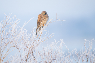 <i class='fa fa-user'></i> Hans Overduin |   Torenvalk  <i class='fa fa-eye'> 212</i>  <i class='fa fa-thumbs-up'> 15</i>   <i class='fa fa-comment-o'> 8</i>