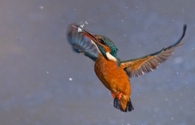 <i class='fa fa-user'></i> Ben Reitsma |   IJsvogel  <i class='fa fa-eye'> 339</i>  <i class='fa fa-thumbs-up'> 31</i>   <i class='fa fa-comment-o'> 7</i>