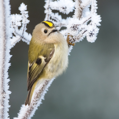 <i class='fa fa-user'></i> Hillebrand Keun |   Goudhaan  <i class='fa fa-eye'> 293</i>  <i class='fa fa-thumbs-up'> 21</i>   <i class='fa fa-comment-o'> 8</i>