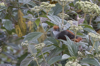 <i class='fa fa-user'></i> Paul van Giersbergen |   Streepwangstekelstaart  <i class='fa fa-eye'> 124</i>   <i class='fa fa-comment-o'> 1</i>