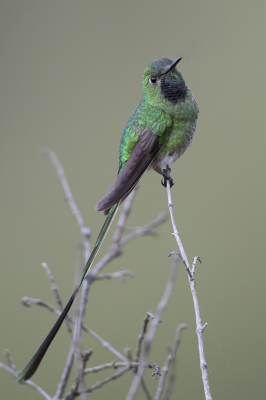 <i class='fa fa-user'></i> Paul van Giersbergen |   Groenstaartkomeetkolibrie  <i class='fa fa-eye'> 113</i>  <i class='fa fa-thumbs-up'> 3</i>   <i class='fa fa-comment-o'> 3</i>