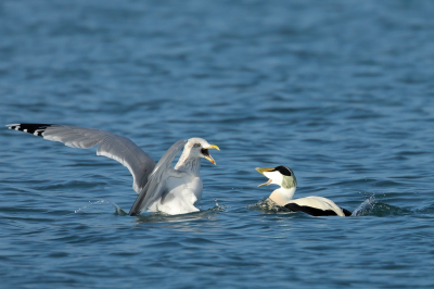 Ongewenste ontmoeting op het water. Veel gespartel en geschreeuw. De uitslag van de strijd: de Eider won..