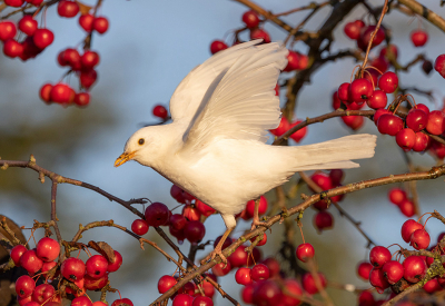 <i class='fa fa-user'></i> Celly |   Merel  <i class='fa fa-eye'> 278</i>  <i class='fa fa-thumbs-up'> 8</i>   <i class='fa fa-comment-o'> 7</i>