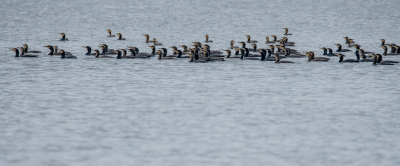 <i class='fa fa-user'></i> Freddy69 |   Aalscholver  <i class='fa fa-eye'> 155</i>  <i class='fa fa-thumbs-up'> 2</i>   <i class='fa fa-comment-o'> 15</i>