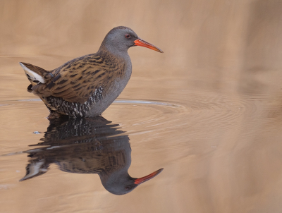 <i class='fa fa-user'></i> Jurgen Maassen |   Waterral  <i class='fa fa-eye'> 267</i>  <i class='fa fa-thumbs-up'> 9</i>   <i class='fa fa-comment-o'> 5</i>