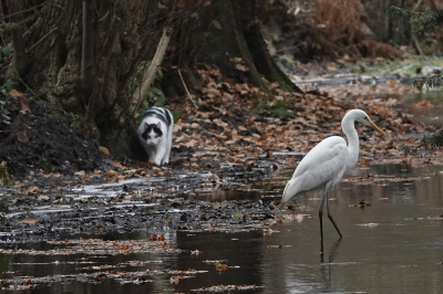 <i class='fa fa-user'></i> nelappelmelk |   Grote Zilverreiger  <i class='fa fa-eye'> 287</i>   <i class='fa fa-comment-o'> 10</i>
