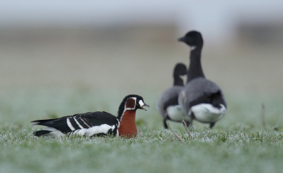 Normaliter ben ik niet zo van de ganzen maar kreeg tijdens een rondje lauwersmeer
de tip voor een roodhalsgans.
toch maar even wezen kijken en geen spijt van gehad.