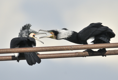 <i class='fa fa-user'></i> josephine |   Aalscholver  <i class='fa fa-eye'> 275</i>  <i class='fa fa-thumbs-up'> 19</i>   <i class='fa fa-comment-o'> 11</i>