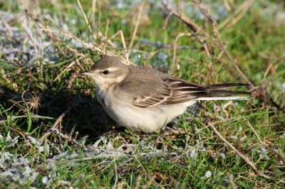 Bird picture: Motacilla tschutschensis / Oostelijke Gele Kwikstaart / Eastern Yellow Wagtail