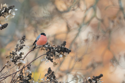 <i class='fa fa-user'></i> thijsglastra |   Goudvink  <i class='fa fa-eye'> 345</i>  <i class='fa fa-thumbs-up'> 15</i>   <i class='fa fa-comment-o'> 20</i>