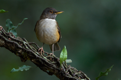 <i class='fa fa-user'></i> Martjan Lammertink |   Witneklijster  <i class='fa fa-eye'> 158</i>  <i class='fa fa-thumbs-up'> 10</i>   <i class='fa fa-comment-o'> 5</i>