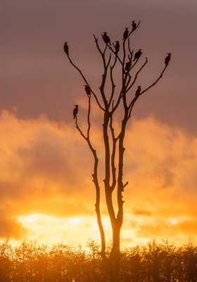 <i class='fa fa-user'></i> Truus Aletta Maan |   Aalscholver  <i class='fa fa-eye'> 252</i>  <i class='fa fa-thumbs-up'> 8</i>   <i class='fa fa-comment-o'> 15</i>