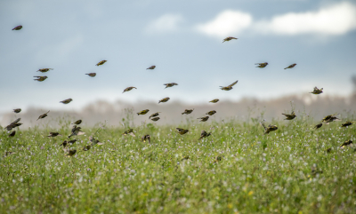 <i class='fa fa-user'></i> Harrie51 |   Groenling  <i class='fa fa-eye'> 121</i>  <i class='fa fa-thumbs-up'> 1</i>   <i class='fa fa-comment-o'> 15</i>