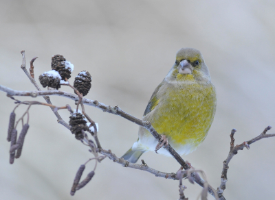 Groenling  in winterlicht. Wel  van een tijdje geleden, de stevige winter van 2010. Deze winter nog geen Groenling gezien. Eigenlijk heel weinig vogelactiviteit in vergelijking met andere jaren. Ook niet vorige week toen het toch echt even winterde. Ik weet het niet..........

Willy