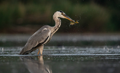 Na de plaatsing van een Kramsvogel in de kou toch maar even terug naar van de zomer. Samen met Thijs een lighutje langs het water. Toen het warmer werd verdampte er steeds meer water en kwam er een klein eilandje in het water vrij. Hieromheen waren de blauwe reiger en een grote zilverreiger vaak aan het jagen. Schitterend om dit gedrag van dichtbij te zijn. Zeker wanneer ze raak hebben.