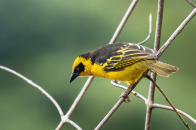 <i class='fa fa-user'></i> John Saxofoonbird |   Baglafechtwever  <i class='fa fa-eye'> 119</i>  <i class='fa fa-thumbs-up'> 1</i>   <i class='fa fa-comment-o'> 2</i>