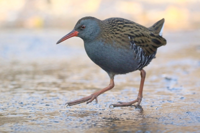 <i class='fa fa-user'></i> Ruben de Bruijn |   Waterral  <i class='fa fa-eye'> 294</i>  <i class='fa fa-thumbs-up'> 11</i>   <i class='fa fa-comment-o'> 10</i>