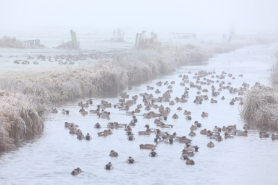 <i class='fa fa-user'></i> Gejo Wassink |   Smient  <i class='fa fa-eye'> 179</i>  <i class='fa fa-thumbs-up'> 6</i>   <i class='fa fa-comment-o'> 16</i>