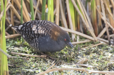 <i class='fa fa-user'></i> Paul van Giersbergen |   Zwarte Dwergral  <i class='fa fa-eye'> 183</i>  <i class='fa fa-thumbs-up'> 2</i>   <i class='fa fa-comment-o'> 6</i>