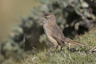 <i class='fa fa-user'></i> Paul van Giersbergen |   Andescanastero  <i class='fa fa-eye'> 119</i>   <i class='fa fa-comment-o'> 1</i>