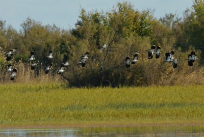 <i class='fa fa-user'></i> JOIN |   Kievit  <i class='fa fa-eye'> 102</i>   <i class='fa fa-comment-o'> 15</i>