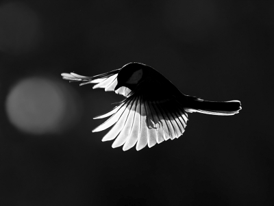 <i class='fa fa-user'></i> Bert Ooms |   Koolmees  <i class='fa fa-eye'> 289</i>  <i class='fa fa-thumbs-up'> 24</i>   <i class='fa fa-comment-o'> 20</i>