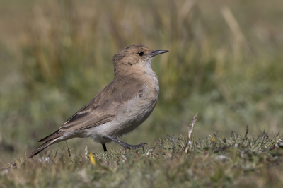<i class='fa fa-user'></i> Paul van Giersbergen |   Donkervleugelholengraver  <i class='fa fa-eye'> 127</i>   <i class='fa fa-comment-o'> 0</i>