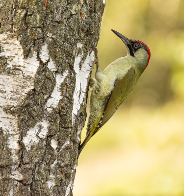 Afgelopen oktober met een kameraad naar Falsterbo geweest voor de vogeltrek. Wat een fantastische ervaring was dat. De ene dag veel vinken, volgende dag roofvogels. Heerlijk die afwisseling. Bij het heideveld waar vaak de roofvogeltrek het beste te beleven is zaten ook 2 niet al te schuwe groene spechten. Nu is het me in Nederland nooit gelukt een groene specht goed te fotograferen. Zal je altijd zien.... maar ben er niet minder blij mee.