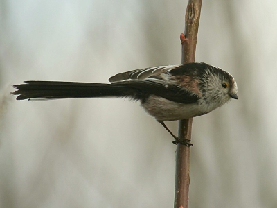 vind deze zelf ook erg leuk, vooral het lijnenspel van de vogel en de tak.