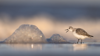 <i class='fa fa-user'></i> Loes Belovics |   Drieteenstrandloper  <i class='fa fa-eye'> 364</i>  <i class='fa fa-thumbs-up'> 27</i>   <i class='fa fa-comment-o'> 11</i>